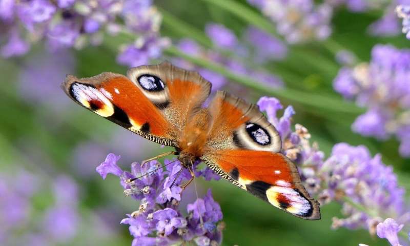 When you find yourself cocooned in isolation and you cannot find your way out of darkness...
Remember, this is similar to the place where caterpillars go to grow their wings.