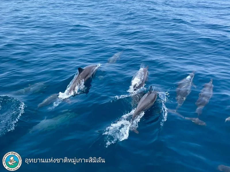 SEAFARERDIVERS's tweet photo. THAILAND - SPINNER DOLPHINS IMPRESS OFF SIMILAN ISLANDS
PHUKET: Officers at the Mu Ko Similan Islands National Park are urging all boat operators in the area to exercise caution as a huge pod of about 100 Spinner dolphins has been spotted in park waters.
https://t.co/fovyWJB5Po https://t.co/h9hZIJ1cCz