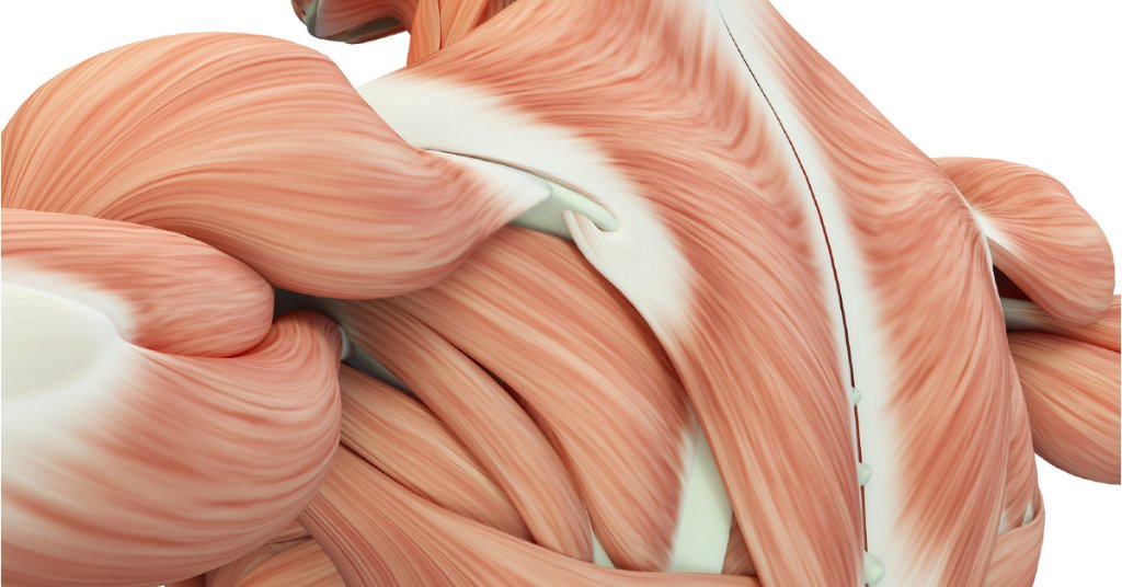 WebMD's tweet photo. Research shows that just a week of not eating enough protein can affect the muscles responsible for your posture and movement, especially if you're 55 or older. https://t.co/xFvzXUqV9L https://t.co/gLyHZj5tnC