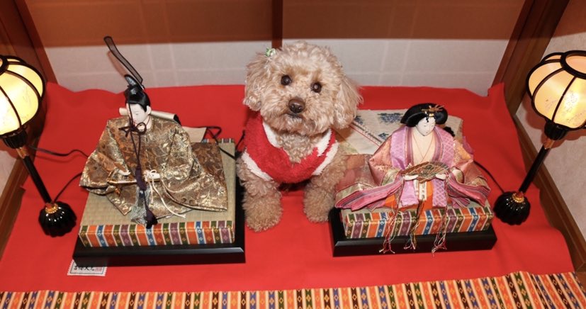 choco_toypoo's tweet photo. ✿ひなまつり✿(オスだけど)
　#犬 #トイプードル #ちょこさん #ひなまつり https://t.co/KzjFM1dD2b