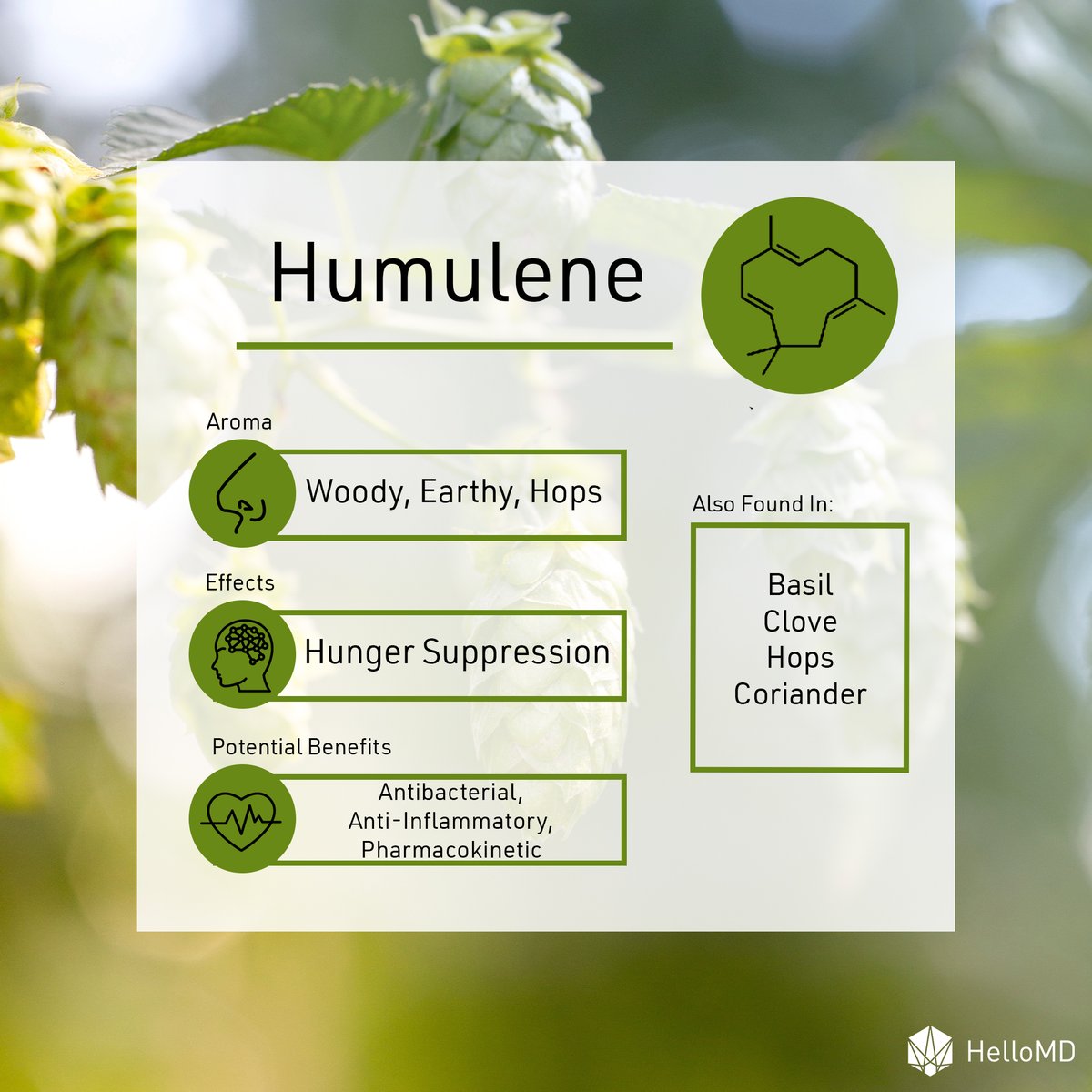 educannza's tweet photo. Humulene - a terpene commonly found in hops, which is also why hops and cannabis are close relatives πΊπ³
This terpene is a fantastic anti-bacterial, and may provide some benefit in hunger suppression! οΏ½οΏ½
#hellomdza #hops #terpenes https://t.co/txhlAXFiEB