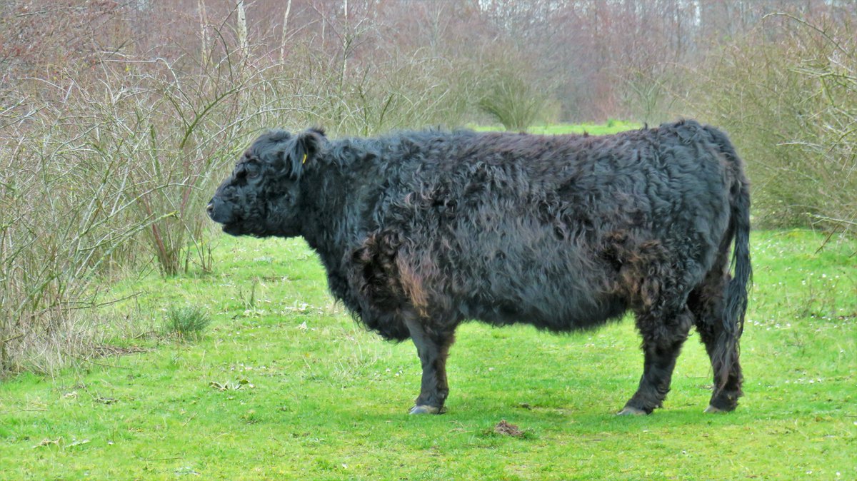 inja5248's tweet photo. #galloway kalf in 't #Meggelveld #Thorn
#galloway bull waakt over de #Koeweide #Maasvallei #Wessem tja...een wandeling over de dijk zat er voor mij dus niet in 🐂 https://t.co/p2ltbUUCEx