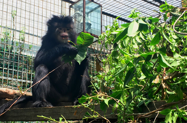 AmJournalPrimat's tweet photo. Captive individuals of Rhinopithecus strykeri selected leaves high in free water content, crude protein, & minerals while tending to avoid leaves with NDF content, consistent with other snub-nosed monkey species #rhinopithecus #nutritional #ecology
https://t.co/3b1ZIsSBK1 https://t.co/68xyiX1giC