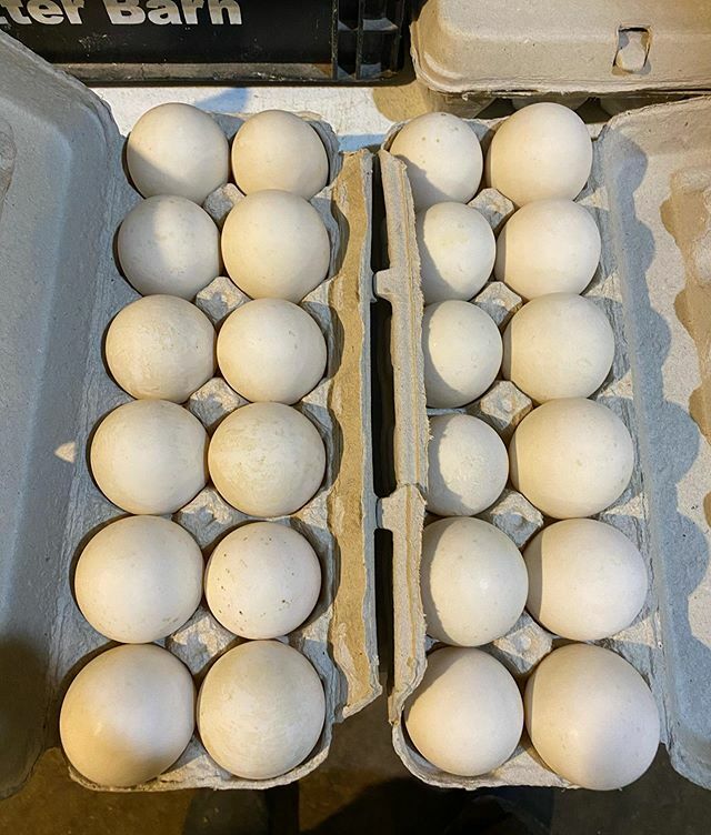 We have 4 dozen duck eggs for sale at $4/dozen. Also 9 dozen colored chicken eggs at $3/dozen! First come first serve, no holds! #critterbarn #farmfresh #fresheggs ift.tt/2TuDt0b