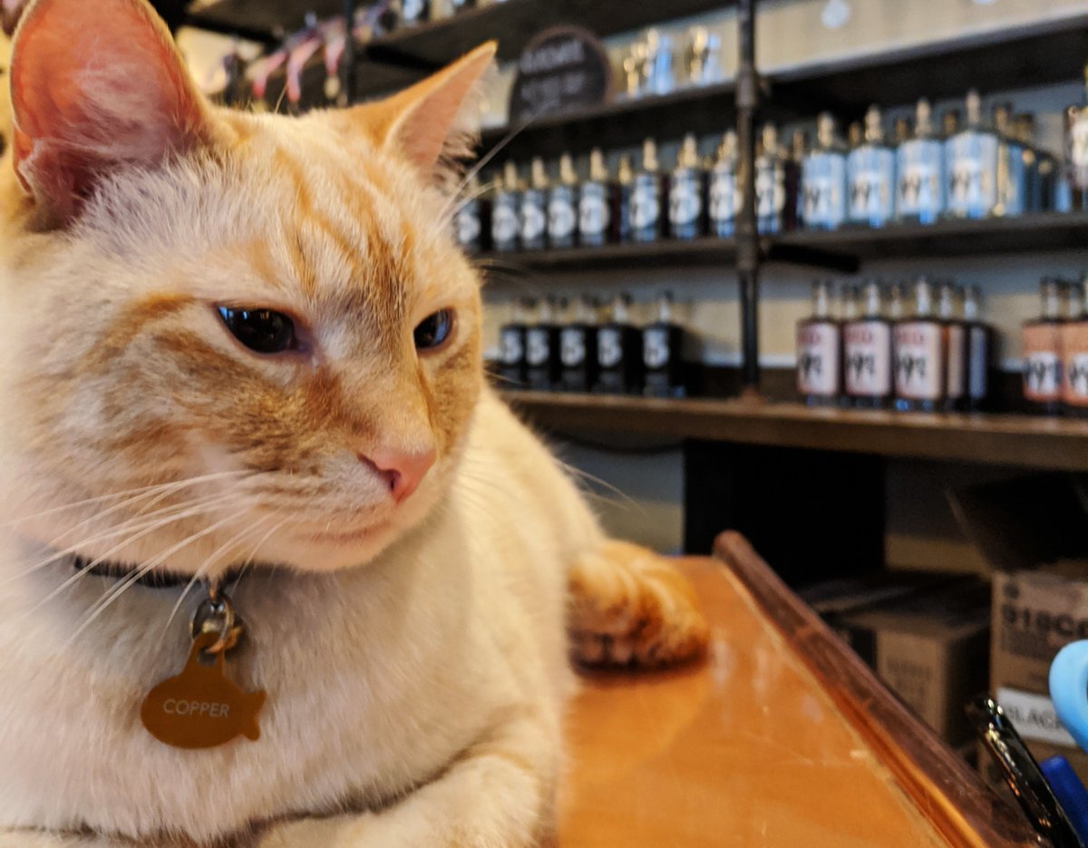 Distillery cats have it made. This is Copper from Nashville's <a href="/corsairartisan/">Corsair Artisan Distillery</a>. Copper could care less that it's raining, or that it's a Monday. 😺