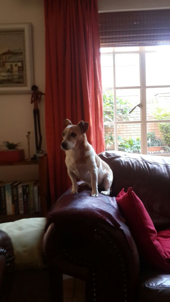 RIP Chino. Ons gaan jou vir ewig mis. Jy was ons yster - staatmaker waghond. Die BESTE 😭😭😭💕💕💕