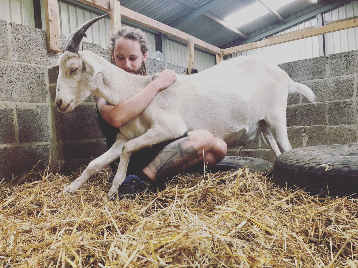 AnimalGoatacre's tweet photo. Abel was sent to slaughter but rejected due to size. His brothers were all killed. We rescued him after being told he would be dispatched. All he wants is to cuddle and be close to someone. Even goats suffer from grief. 😞The name Abel means ‘Breath’. Quite apt #goat #love #grief https://t.co/H84z36Hkf8