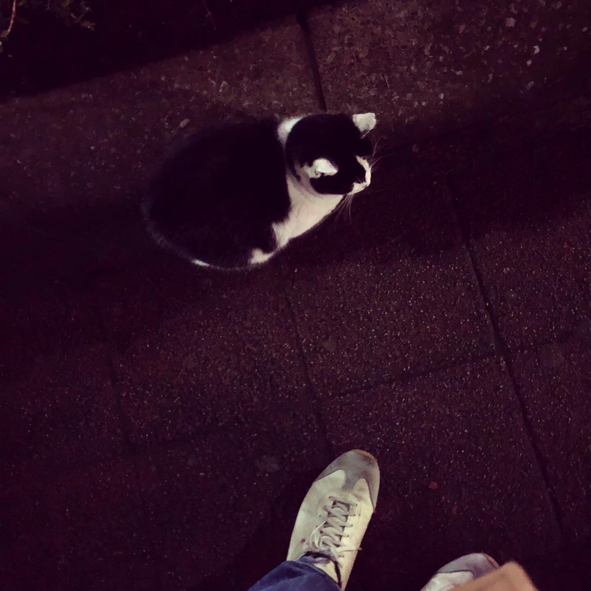 さっそく運動の為に散歩に出たら逃げない猫ちゃんおった。ラッキー 