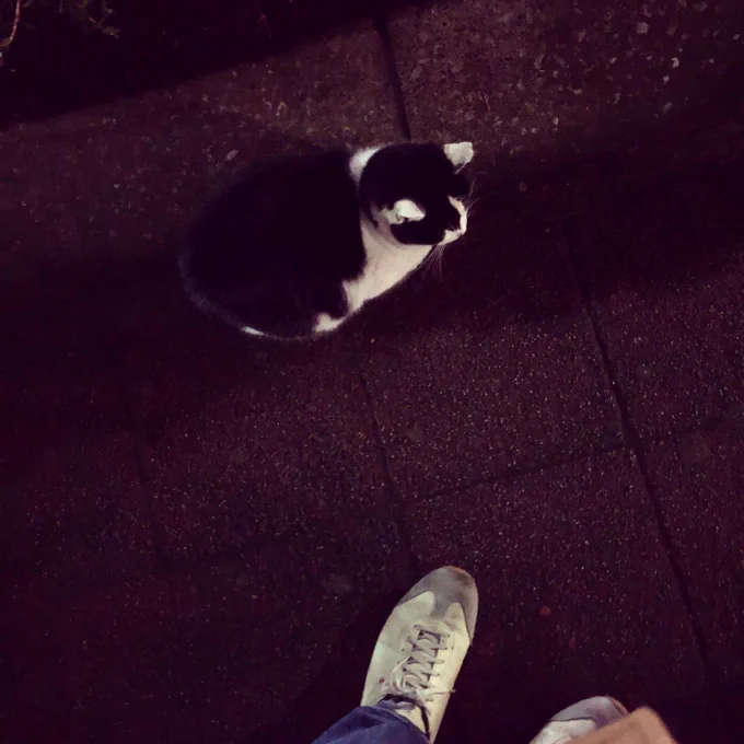 さっそく運動の為に散歩に出たら逃げない猫ちゃんおった。ラッキー 