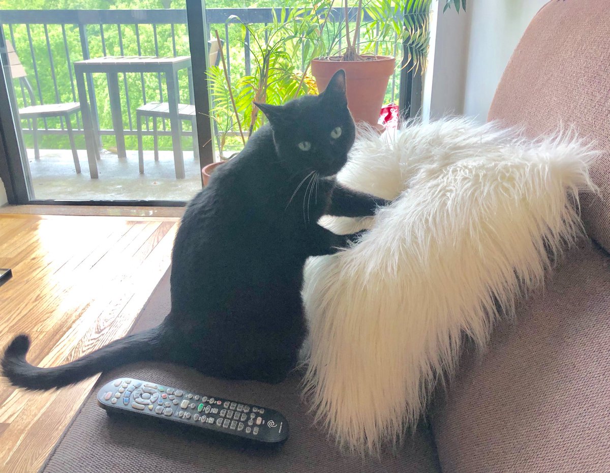 EVenezky's tweet photo. Rough night of sleep and feeling anxious, so here’s a picture of one of my cats with her emotional support pillow in case anyone else feels the same and needs a pick me up. https://t.co/0aXacxeCgm