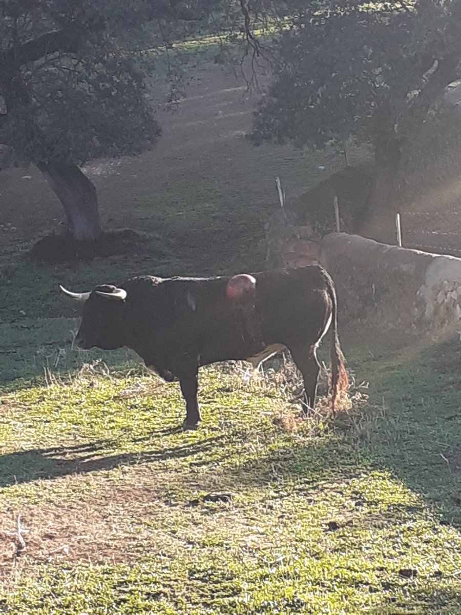 torosdegerardo's tweet photo. Al toro 3/6 le sacaron el estómago de una cornada al aire,pero el tiempo y la mano de Pablo Osborne,sigue su camino https://t.co/Thd7Bn485B