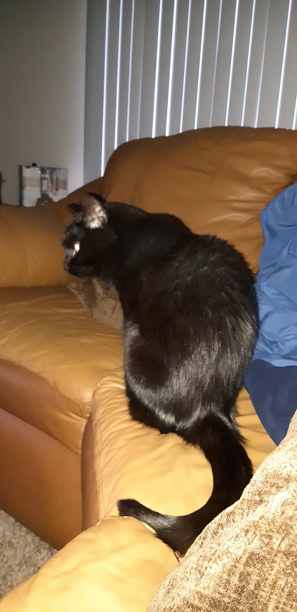PirateCpnJack's tweet image. The house panther watches over all.
#streamerpets #BlackCats #petsofinstagram