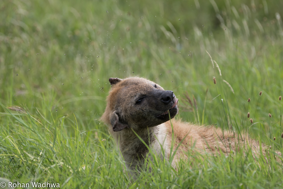 Wildlife_Pic's tweet photo. "Shake it Off" by Rohan Wadhwa
A spotted hyena shaking off tsetse flies in Ndutu Conservation Area, Tanzania.
https://t.co/m2Im4YlLvl
#photooftheday #hyena #tanzania https://t.co/cQNo0gOrSC