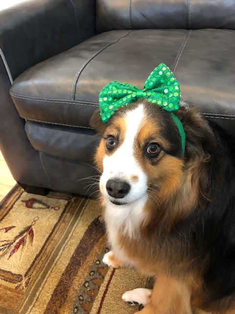 Dakota’s Corner:

Did someone say “SPRING”?!?! – Furry friends on Tims Ford Lake welcome the signs of the warmer temps and flowers blooming!!!  Spring is the perfect time to plan for either selling or buying on Tims Ford Lake!!  Call Sam NOW and he will take care of your needs!!!