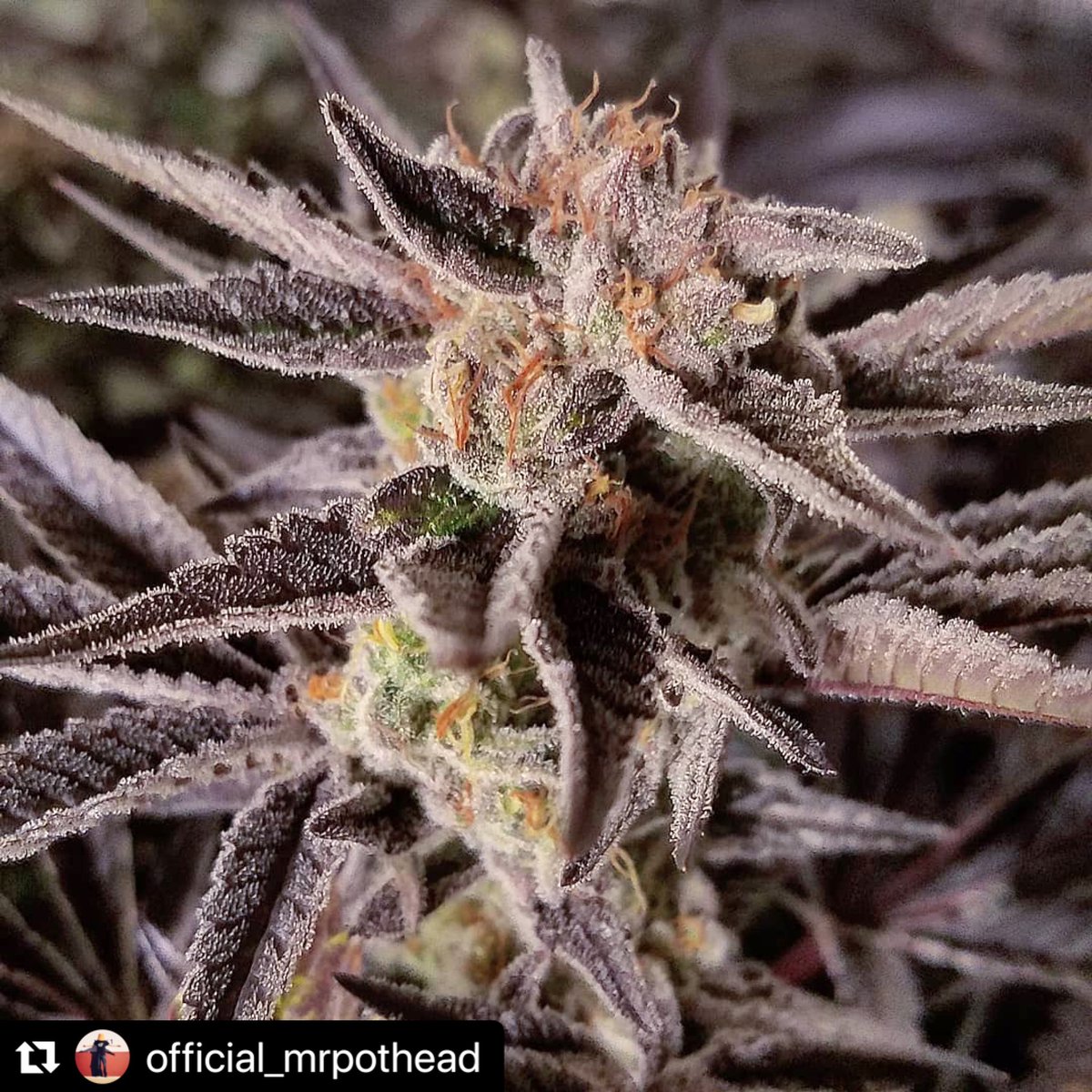 RareDankness's tweet photo. #Repost @official_mrpothead with @make_repost
・・・
DARK GHOST TRAIN - Rare Dankness @rare_dankness_brand Day 58 #darkghosttrain #raredankness #spannabis #420life #weshouldsmoke #terps #weedporn #medicalmarijuana #wheredoyouskunk #raredankness 🦨🦨 #darkGhosttrain https://t.co/mYKI2xa4XR