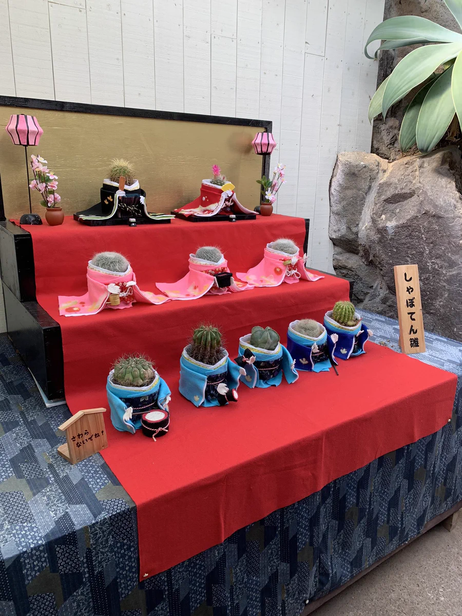 雛人形になっているサボテンがカワイイwww伊豆シャボテン公園いいねwww