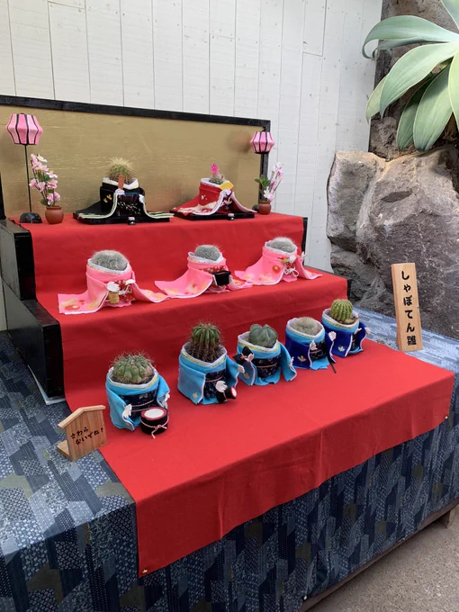 伊豆シャボテン公園のサボテン、
ひなまつりやらされてて良かった。 