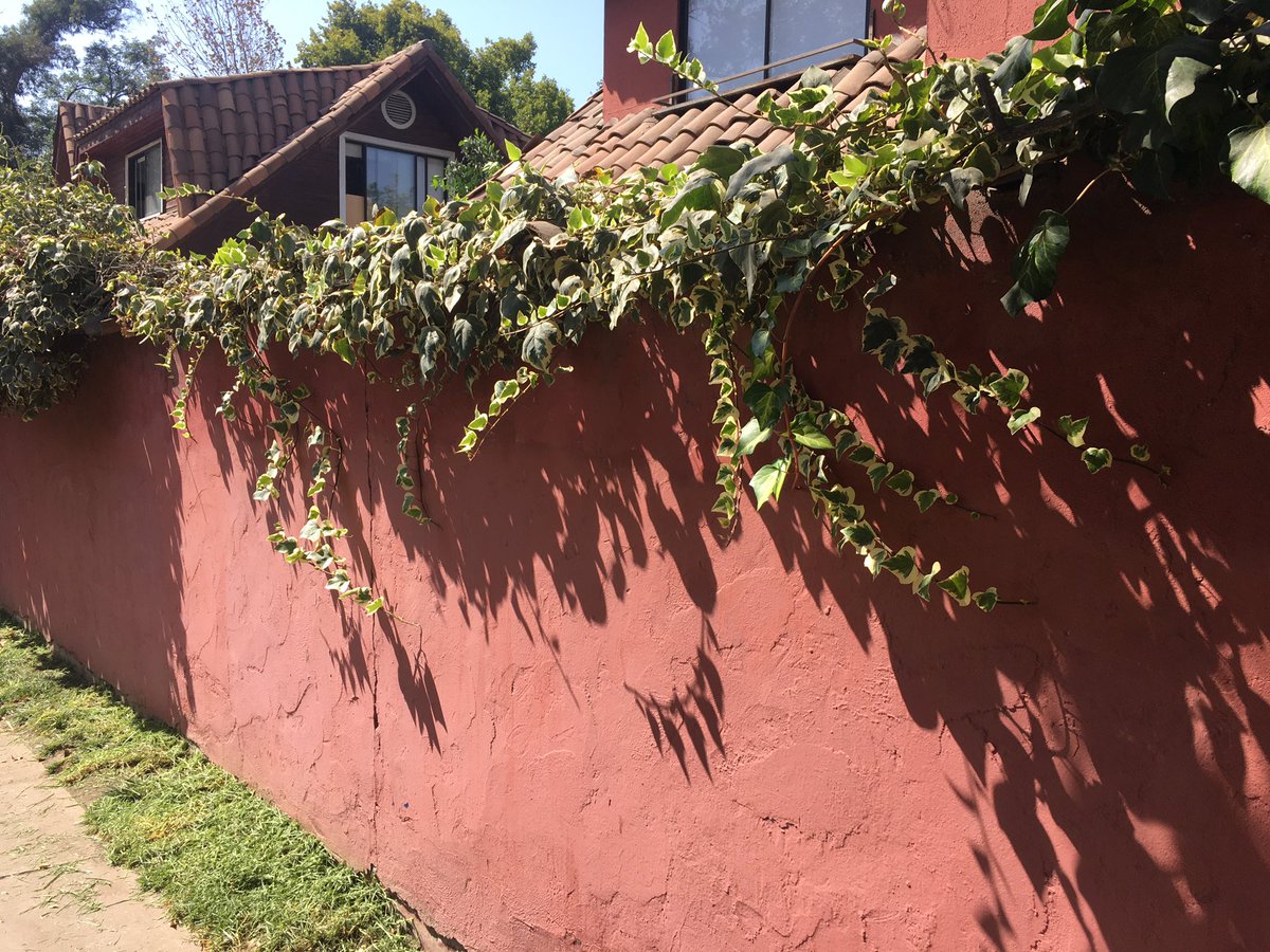 fvallejoa's tweet photo. @LavinJoaquin @cgoisel @Muni_LasCondes @LC_jardines La semana pasada pedí por cuarta vez que no cortaran las enredaderas que iban creciendo por el muro (foto1). Despues de este fin de semana me encuentro con que las volvieron a podar pese a que no molestan a nadie ( foto2). Cual es el problema? Que es tan dificil entender? https://t.co/otaLeRtgZ8