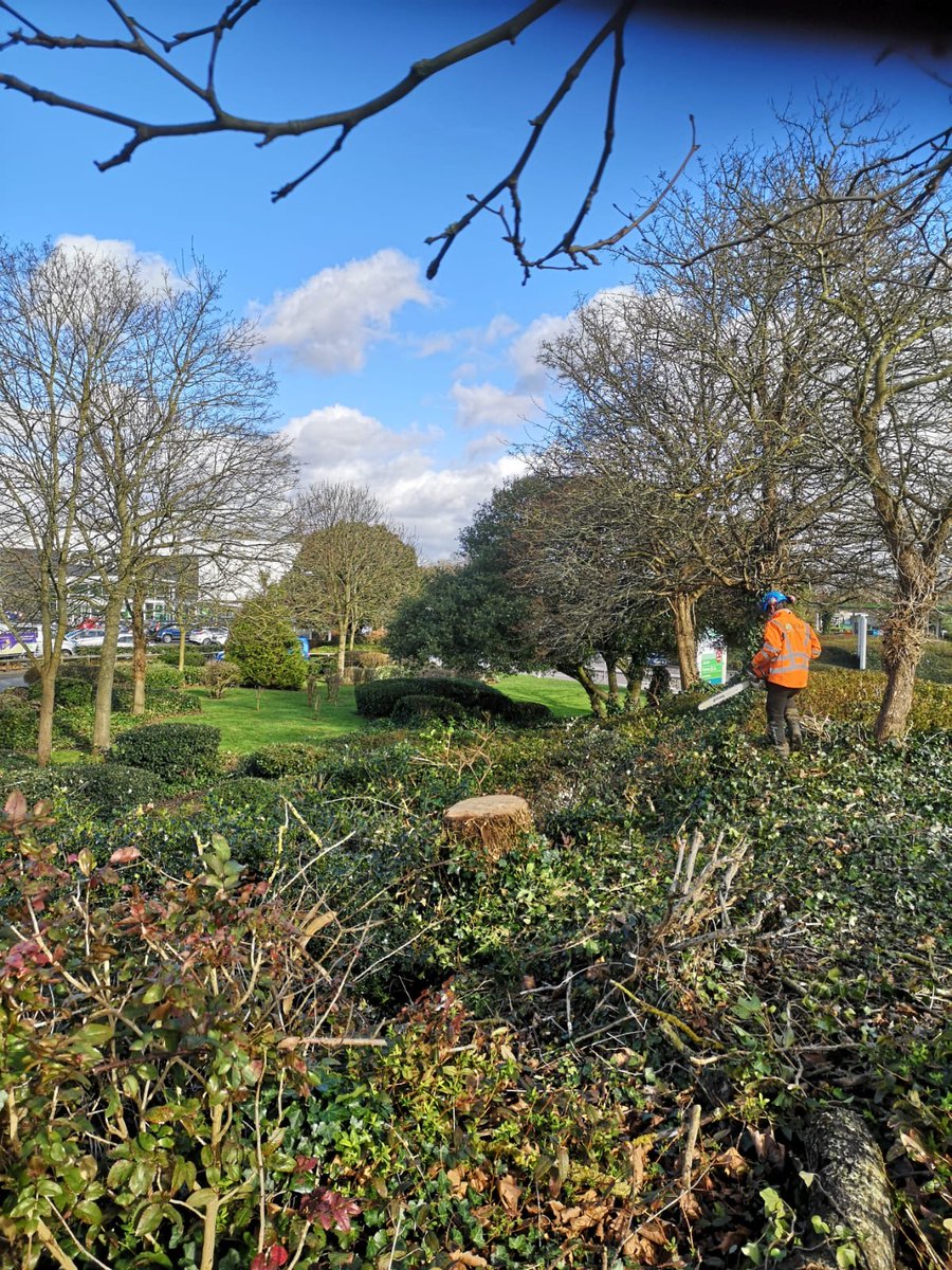 Before ➡️➡️➡️ After
Removal of 2 x dead Poplar trees 🌳🌲🍃 at Asda Minworth.