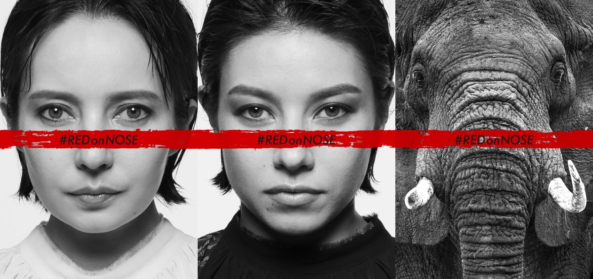 [#私は象牙を選ばない] 第２弾スタート！
@WILDAID とアフリカゾウの涙 <a href="/tearsofelephant/">アフリカゾウの涙</a> が、#私は象牙を選ばない 生まれ変わって第２弾キャンペーン本日公開！日本の象牙市場閉鎖を後押しすることを目的に  #RedOnNose 運動をスタート! @Becky_bekiko <a href="/jessicaJJrabone/">JJ Rabone (Jessica)</a>   noivory.jp