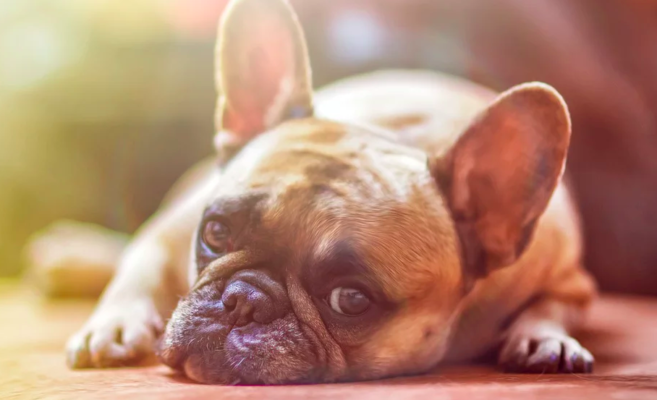 petvanlines1's tweet photo. Pet Transportation Services Company
https://t.co/ZPEwNzl2aC #pettransportation #dogtransportation #petmovers #pettransporter https://t.co/k0WLQk3A1A