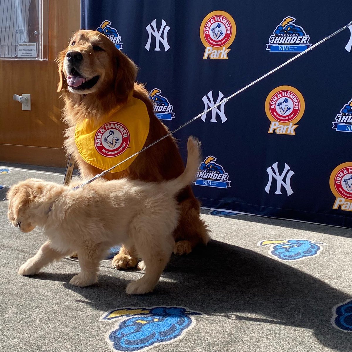 BatdogRookie's tweet photo. Press conference day for Dash! I had to show him how it’s done. Who’s the Rookie now? https://t.co/I2nu7UDu8J