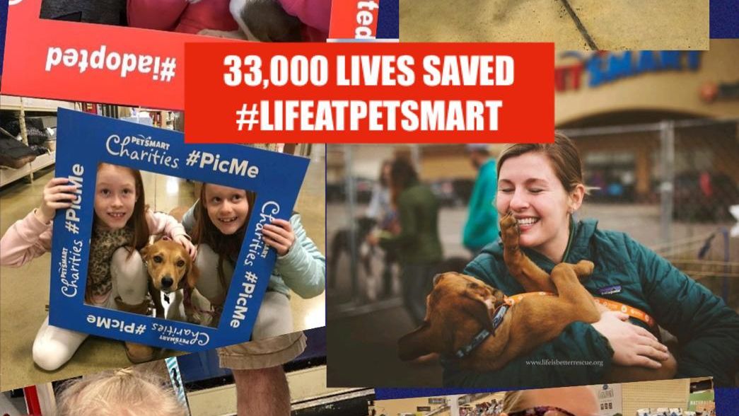 What an AMAZING wrap up to our National Adoption Weekend! 🐾❤️ 33,000 pets found forever homes through our and <a href="/PetSmartChariTs/">PetSmart Charities®</a> partnerships with Adoption Agencies in PetSmart stores. Congratulations to all of the new families! 👏 #PicMe #ForTheLoveOfPets #LifeAtPetSmart