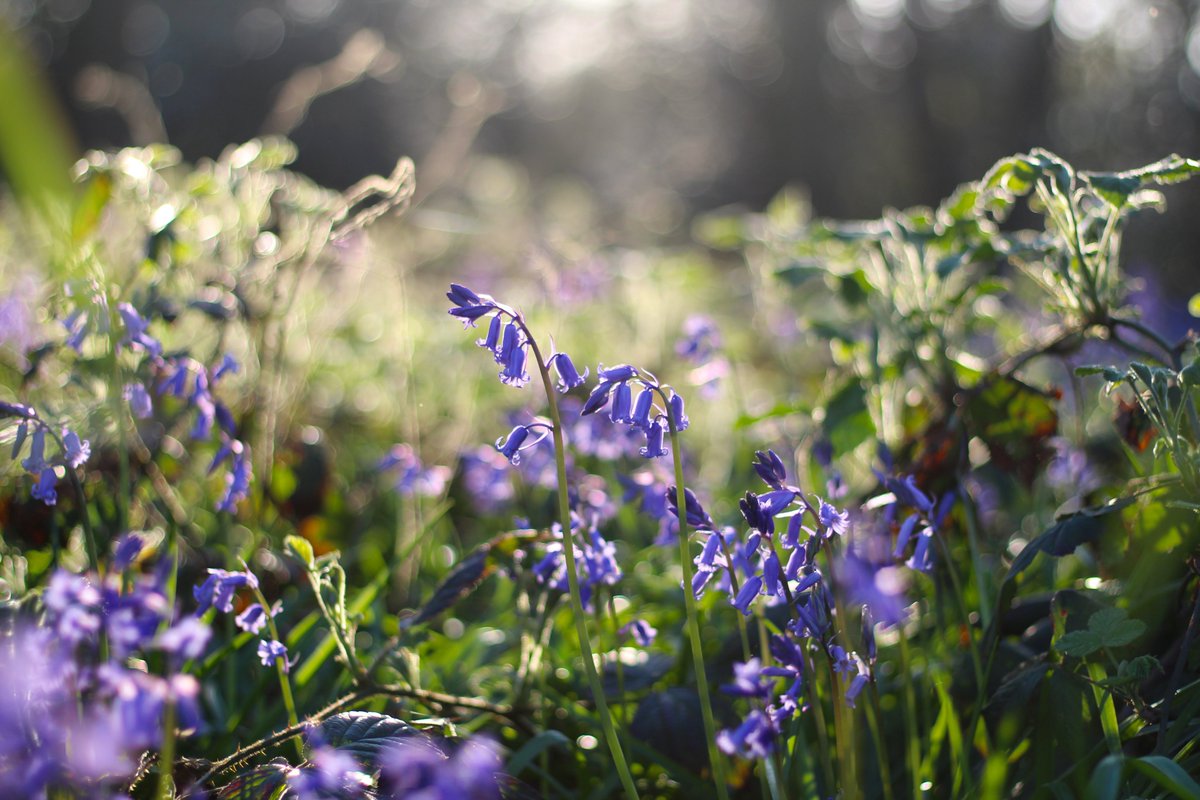 raileurope's tweet photo. From April to May, many woodlands around the #UK will be carpeted by bluebells 😍✨ Head to the #AshridgeEstate in #Buckinghamshire to admire for yourself! Travel around the UK with #BritRailPass: https://t.co/Kp59e9vWWz
⠀
#RailEuropeUK
@ukseries
📷: © Rob Wingate https://t.co/vxKEDolWdN