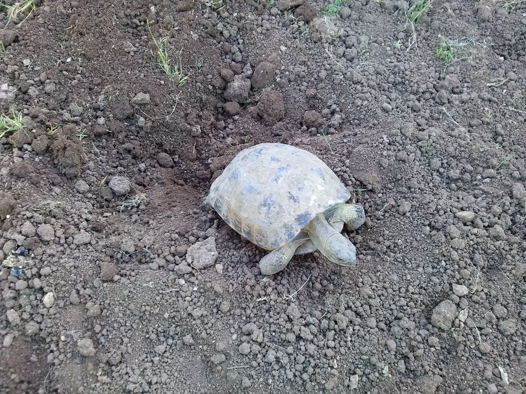 meteocat's tweet photo. Avui dia 1 de Març a les 11:00 hores, amb 16 graus de temperatura i degut a la bonaça d'aquest passat febrer, ha sortit per primera vegada a la llum del dia, després de 5 mesos enterrada sota d'una gruixuda capa de terra. #fenologia #fenocat https://t.co/TmMCLG8WKz