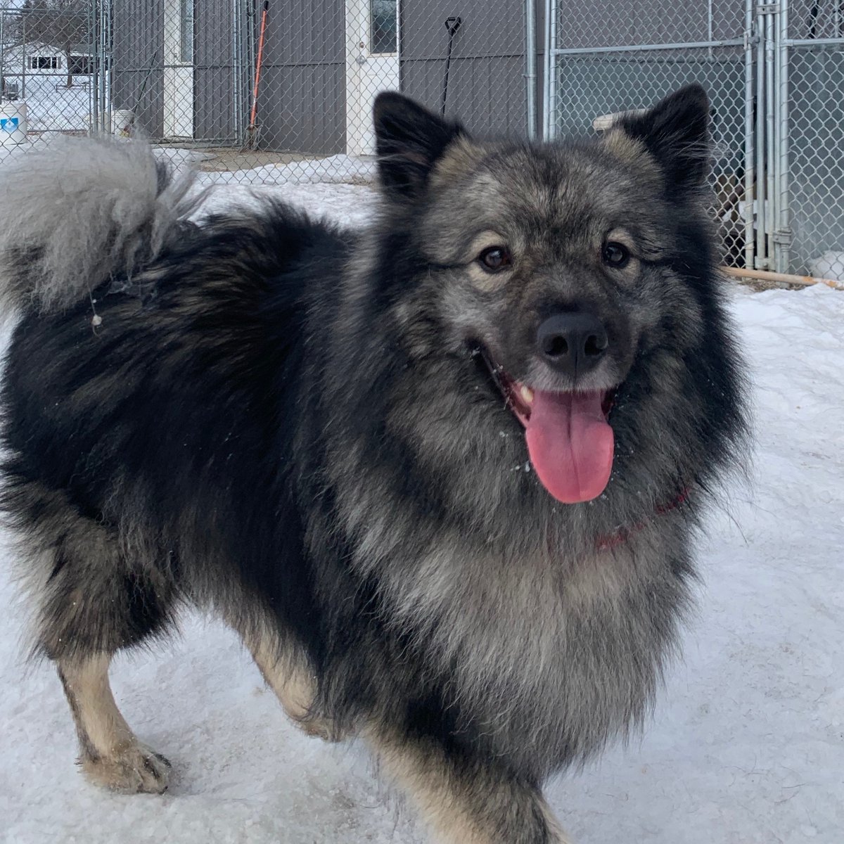 CanineAcresFF's tweet photo. Happy Monday! Say hello to our dog of the day, Yoshi Kermit!
Yoshi is always smiling and loves to make new friends while staying with us here at Canine!
#canineacresff #Fergusdogs #MNdogs #MNpetboarding #MNcats #shoplocal #dogs #cats #daycare #dogboarding https://t.co/ZMVr1qtBne