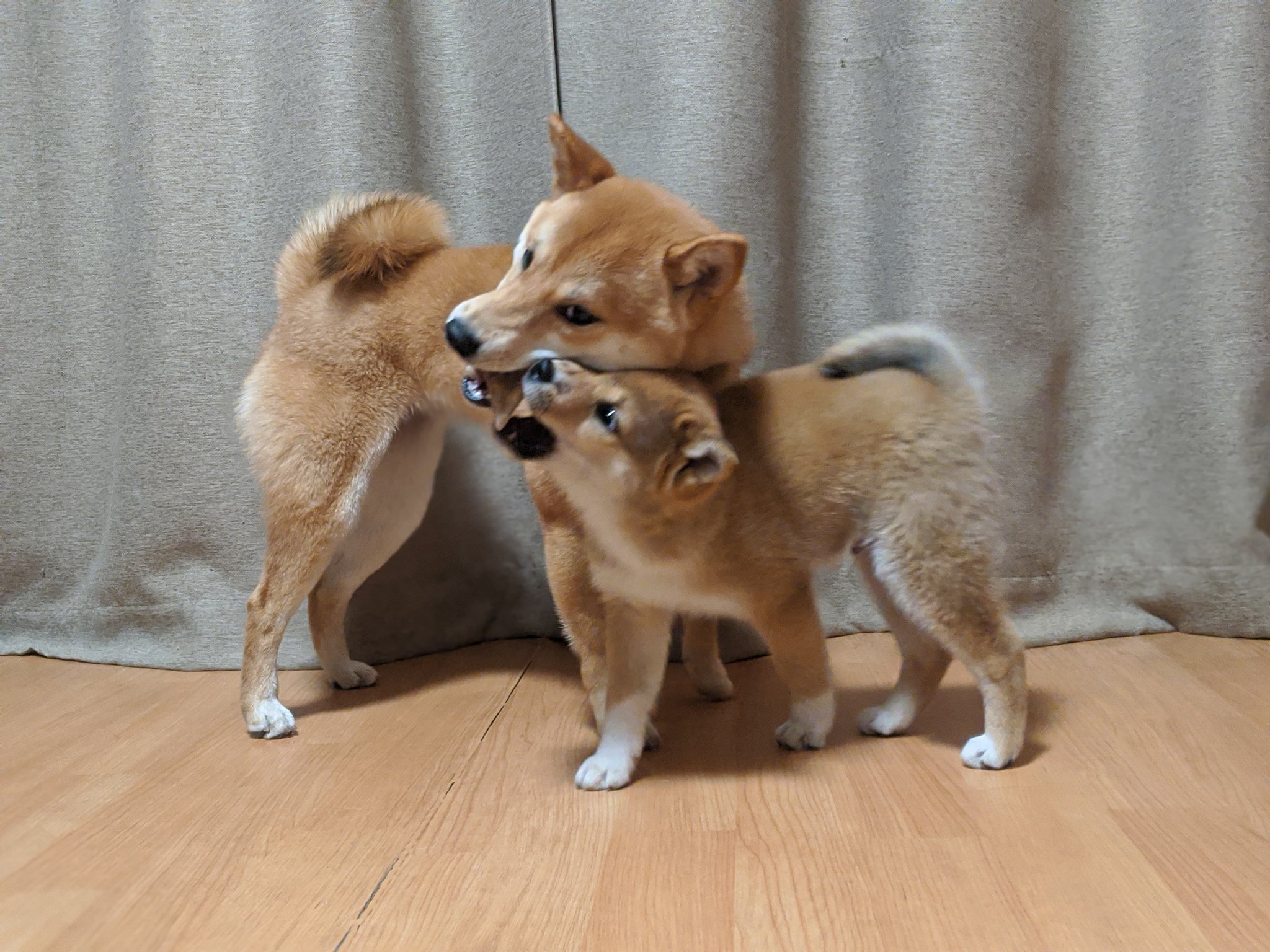 柴犬ブリーダー 芝田荘 お泊りの子が ケア期間中の子犬と戯れ合うことが出来るのが 芝田荘 芝田荘 Shibataso 柴犬ブリーダー T Co Ivkqtnq1v3 Twitter