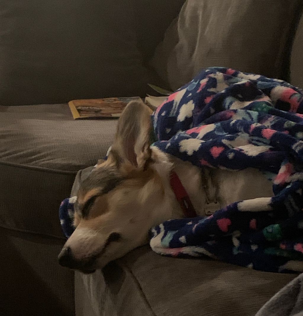 snocorgi's tweet photo. All wrapped up in the kid’s blankets while they are at school. This is a nice feeling. ❤️ #cozy #naps #missthosecrazies #corgi #tricolorcorgi https://t.co/pQs1oTQw0I
