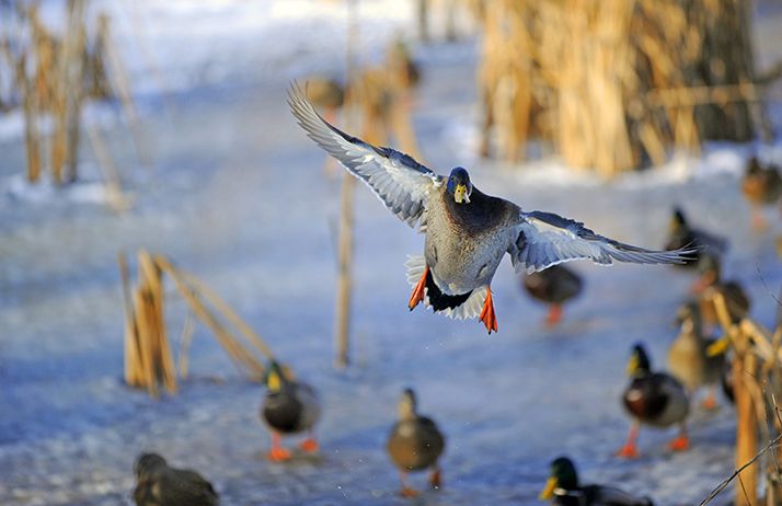 FlashAgri's tweet photo. 🐮👨🏻‍🌾🌾 Bonsoir 🐮👨🏻‍🌾🌾 
C'est l'heure de votre #Top3 des info agricoles qu'il ne fallait pas louper aujourd'hui ❗️

1️⃣ : [#BIOCONTROLE] : Des #canards chinois pour lutter contre les #criquets, vraiment ?
🤝 @Cultivarlemag

🔗 https://t.co/gpDiCMXy0s

#️⃣ #FlashAgri ⚡️🌱#agriculture https://t.co/nDgeiBmX5g