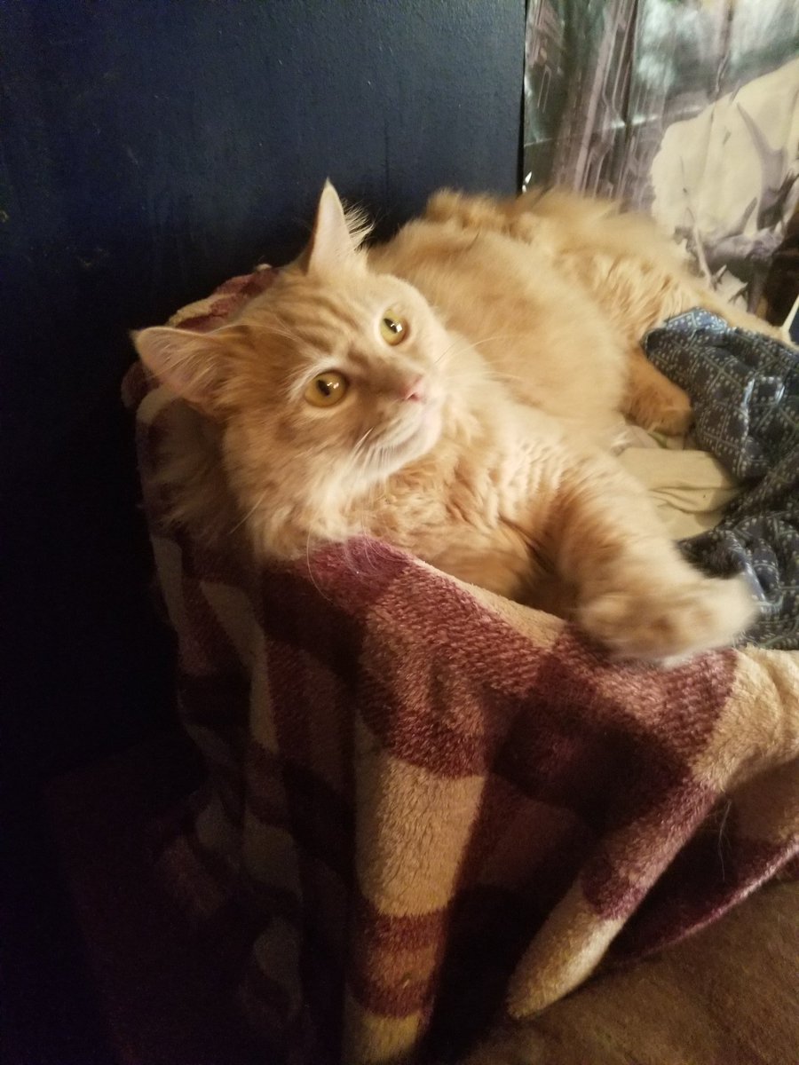 Luna_Lucia_xo's tweet photo. Morning/afternoon everyone. Getting ready to chill to some ARK for a bit, then continue the War Thunder Grind later๐ค.
Heres a pic of Marley in the Kitty Nest being a lazy butt๐ป
https://t.co/lJny0GS85b
#CMDnest #ibelieveinthecrowmindactyl
#Geekaf https://t.co/KtZkA2EHZ5