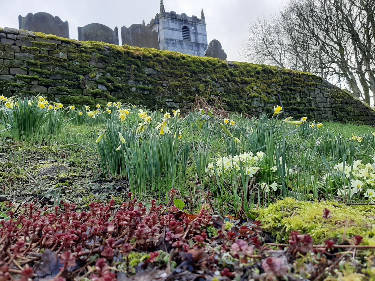 Daffodils, primroses and hail at Fewston Church this morning 

#springwatch #washburnvalley #aonb #Daffodils