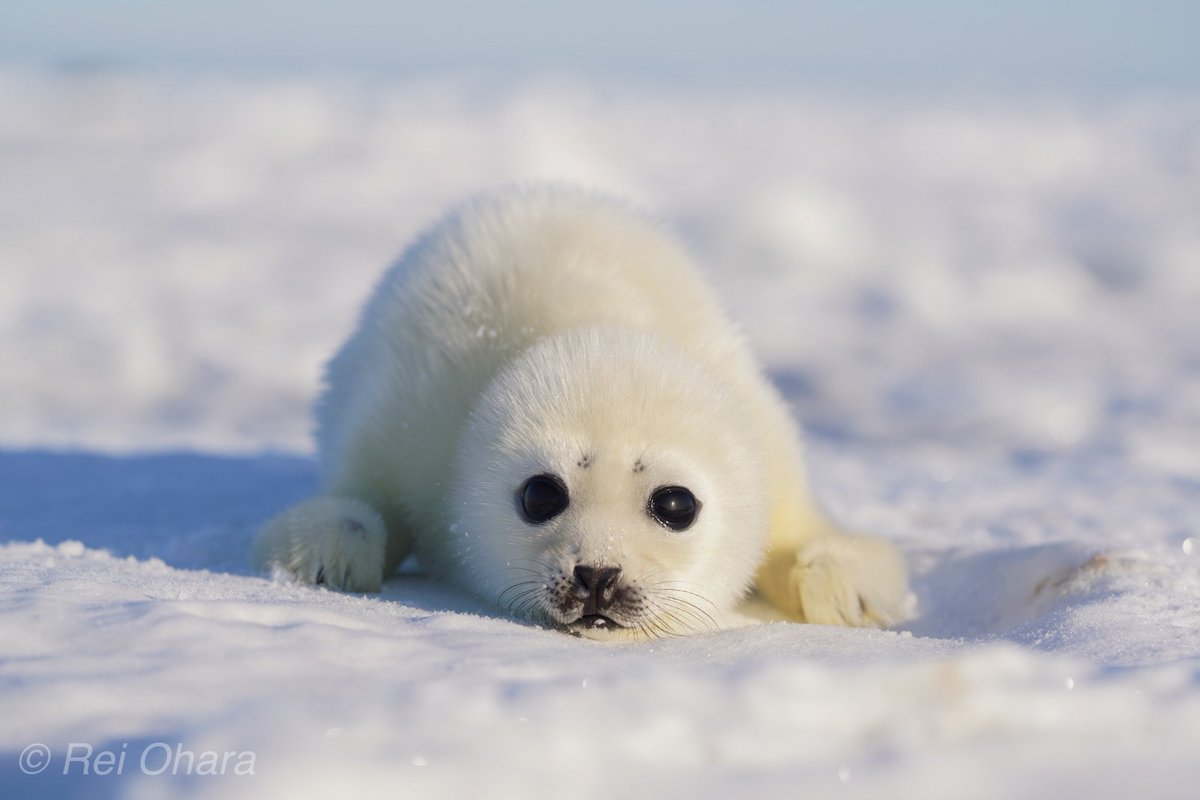 Rei Ohara Auf Twitter アザラシの赤ちゃん かわいさ満開 Hotelaccents Blanchons Sealwathing Harpseal Reiohara アザラシの赤ちゃん 小原玲