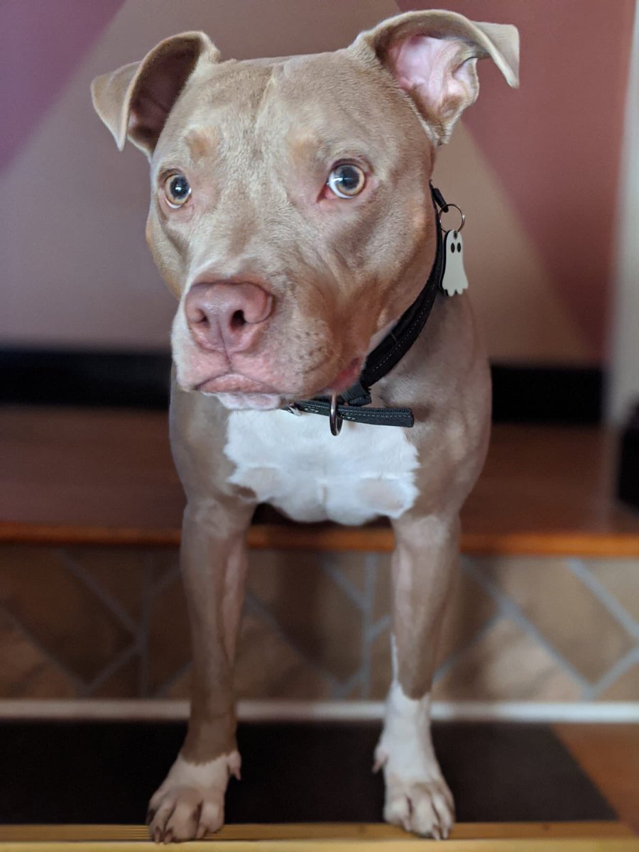 benjithestaffy's tweet photo. Did I hear someone say walk!? 👀👂 https://t.co/Grfjbh9SGz