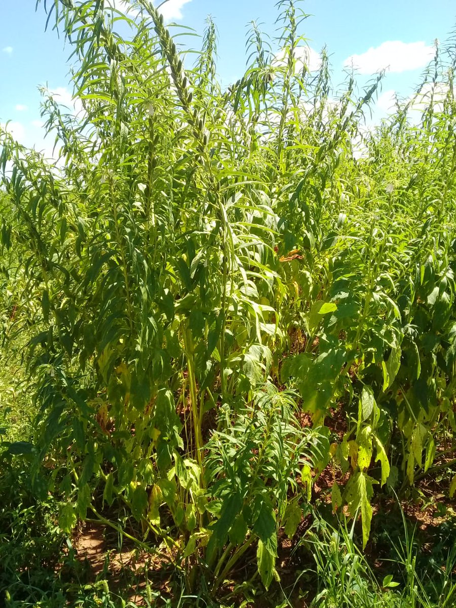 magparaguay's tweet photo. #CDASanPedro monitoreo a cultivos de renta. Soja, con gran perspectiva en cuanto al rendimiento, podría llegar a 3.600 kg/ha. El cultivo de sésamo se estima un rendimiento de hasta 1.200 kg/ha, como así también el maíz. Programa #DIAFPA #MAG.
📍Compañía Moreira, colonia Barbero https://t.co/PLI6uJY3Hv