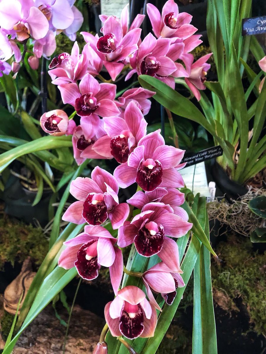 Weekend plans:  Join us for our 10th Annual Orchid Show &amp; Sale on March 6th - 8th to see a wide variety of these beautiful plants and purchase one to take home! #nwark #fayettevillear #visitarkansas