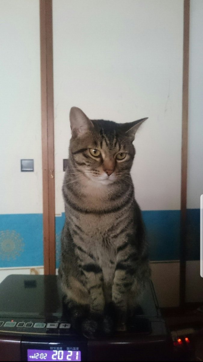 もつ 迷い猫 拡散お願いします 猫 猫探し 保護猫 場所 神奈川県横浜市港北区大倉山 特徴 大きめのキジトラ 長い尻尾 高くも低くもない声 体重 ５ 家出時 首輪 なし 2月15日 窓から出たまま帰ってきていません 人なつこい猫です 似た猫