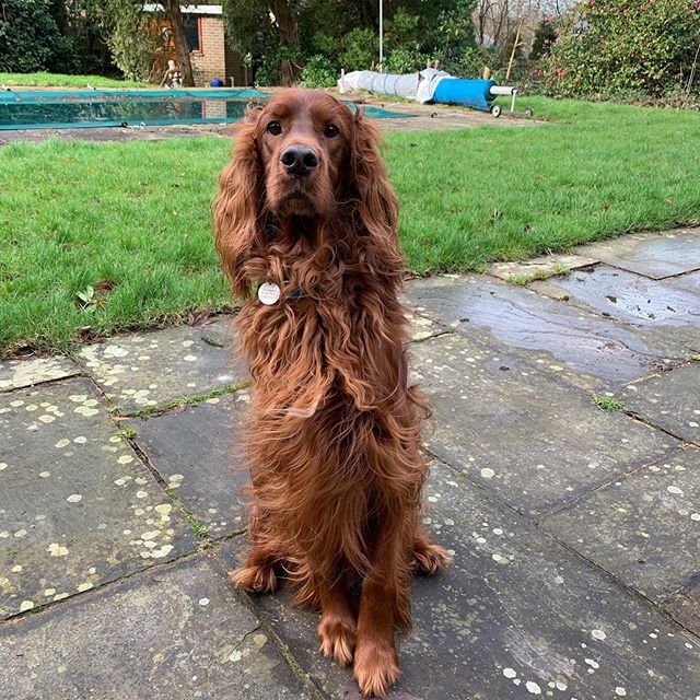 EdwardtheSetter's tweet image. Back to normal energy levels today which requires a lot of tennis ball throwing. Amazing how he sits so nicely when waiting for that but totally ignores my requests the rest of the time #edwardthesetter #irishsetter #redeetter #tennisballenthusiast