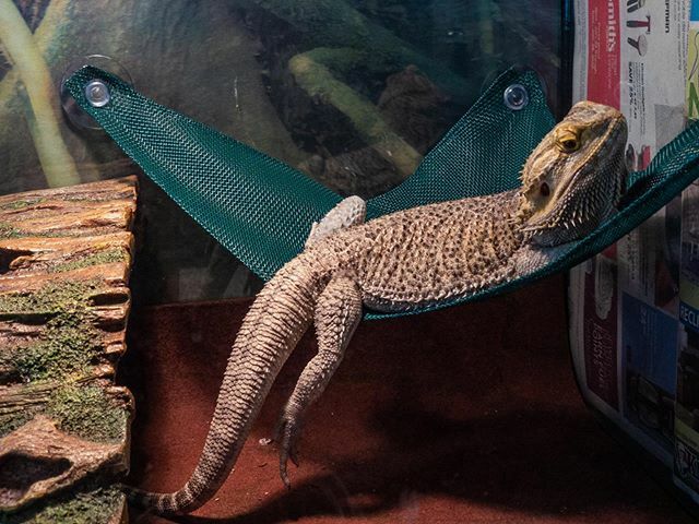 Mikerutsch's tweet photo. Lazy lizard or boudoir model lol #lizard #beardeddragon #lazymorning #iphonex https://t.co/tnrT7PNSTc