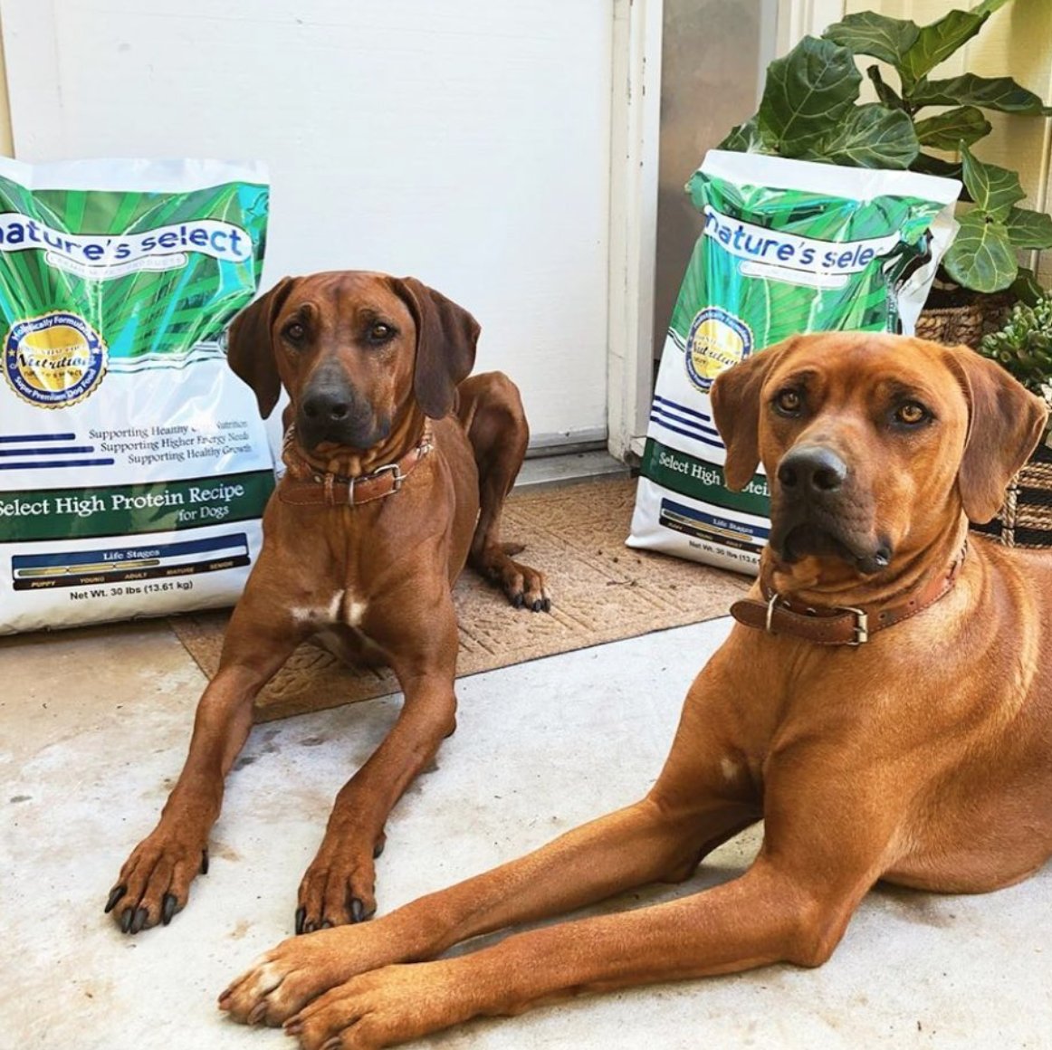 nature's select high protein dog food