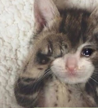 LarrieSweety's tweet photo. está hermoso lloro https://t.co/dSVgQQw45X