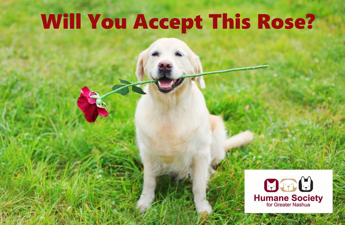 TheHSFN's tweet photo. 🌹 Happy Monday!!🌹
We have some great pets looking for a family to spend forever with. Check out our pets looking for their forever homes at: https://t.co/XOowXaVwUt or come in today and meet them!
#BachelorMonday #NHdogs #PetsofNH https://t.co/ueZKnZmbcS