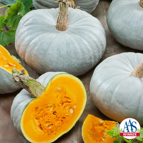 uwexthortinfo's tweet photo. Are your thoughts drifting to warmer, gardening days of summer? Consider planting an All-American Selection Winner Plants this year. These plants offer proven success. Photo: Pumpkin, Blue Prince F1 #AASWinners @AASGardenWinner https://t.co/phkYaXDbve