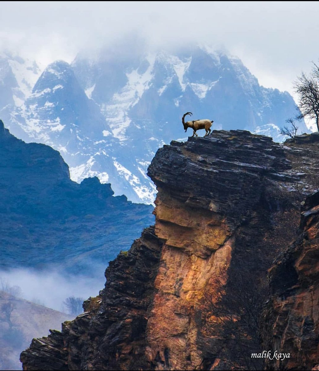 Sokakları ve balkonları,
Balkonlar da nöbet tutan nöbetçileri var.
Çünkü...
Bizler gibi onların da,
Yaşama hakkı var😊
Dersim...( Malik KAYA )