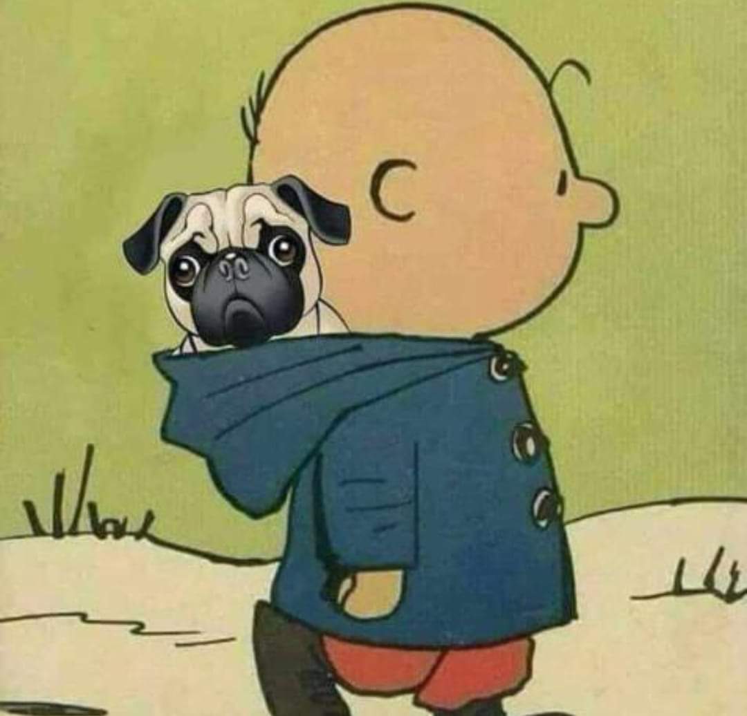 Perroslovers's tweet photo. La vida es mejor si en ella hay un perrito 🐶❤️ https://t.co/hLW6OP7dmU
