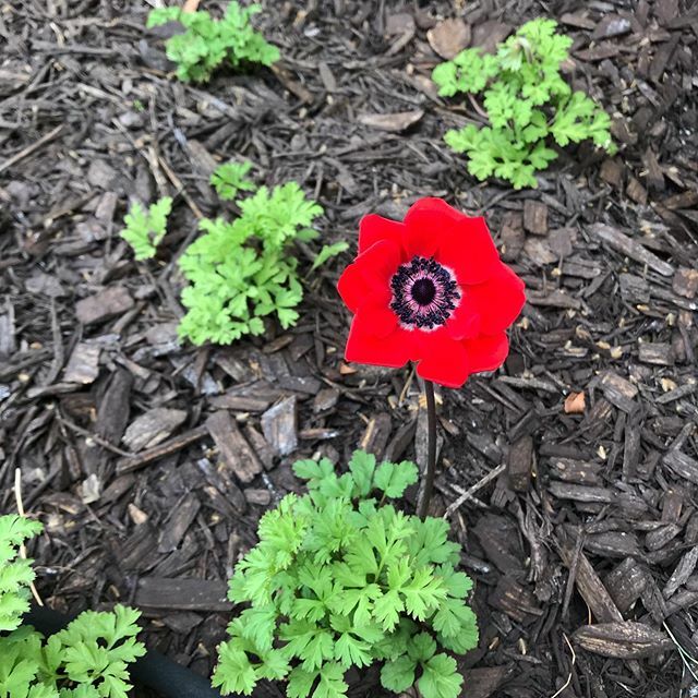 jodelony's tweet photo. My first ever #anemone bloom! 
#anemoneflower #ayearinflowers #futureflowerfarmer #soexcited #flowersmakemehappy https://t.co/JGevPLrY4B https://t.co/cyvg61qewN