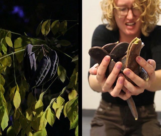 🌿 If you know where to look, you can find the Kentucky coffee tree scattered in parking lots and traffic medians across the city of Albuquerque, where it has found a home as an ‘urban development tree.’ Over the past two years, Erin Louise Gould’s ar… ift.tt/2PIQXnY